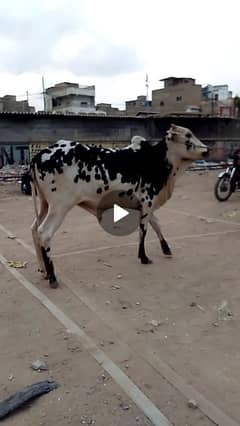 Bachra | quarbani cow | cow | bachiya | bachra 2 dant