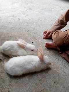 800 rupees rabbit pair