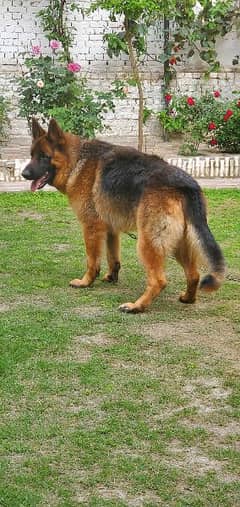 long coat gsd dog good looking havey bone shining hair friendly dog