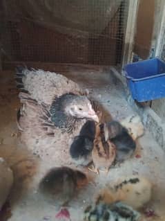 Golden Mesri Chicks pur Desi kruk Murgi And parrot Cages Available