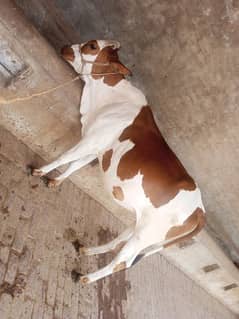 cow for sell not for Eid
