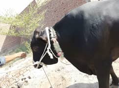 Bachra | Bull for Qurbani