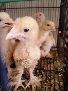Golden heavy buff & white heavy coutcin chicks