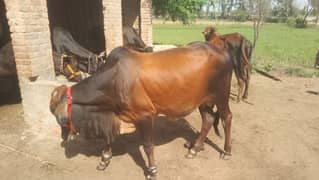 healthy bull for sale