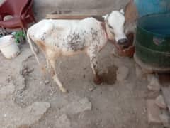 Jersey cow 03145387877