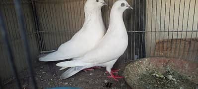 pigeons