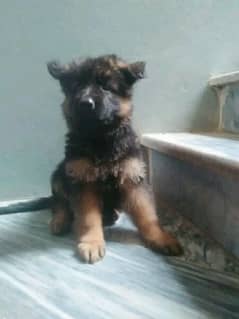 Puppy For Sale  / GSD / German Shepherd Puppy For Sale