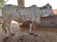 Beautiful unmarried young cow for Qurbani
