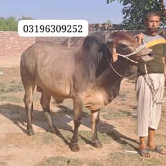 Qurbani bulls 2024 / Cow / bachra / Bull for sale
