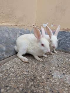 1 Pair (rabbits) for sale