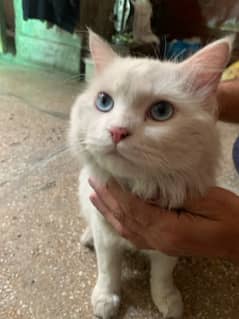 full blue eyes cat femal