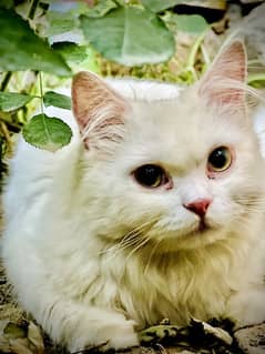 Charming 1-Year-Old Persian Cat Looking for a Loving Home!"