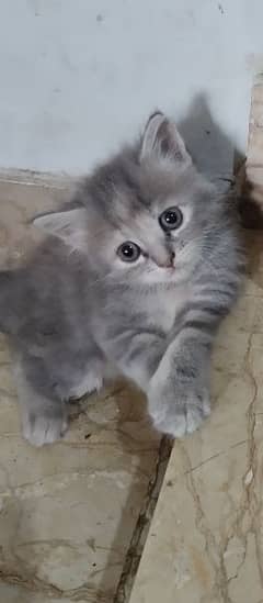 cute and playful kitten for sale