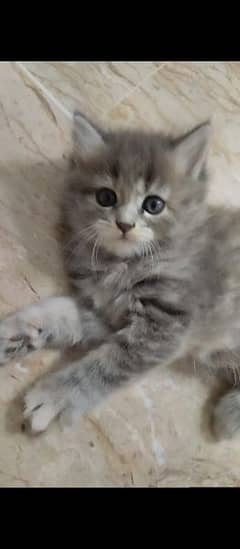 cute and playful kitten for sale