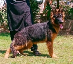 long coat Gsd female age 5month for sale
