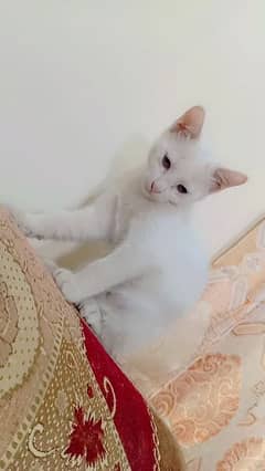 Double coat  persian kittens