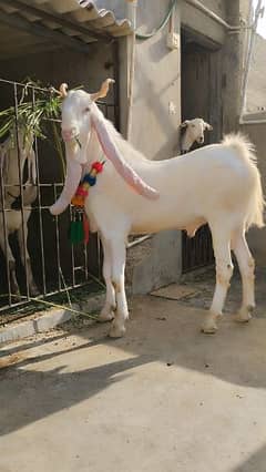 Goat/Gulabi Bakra/Desi Bakra/Bakra/Goat For Sale/Qurbani ka Janwar