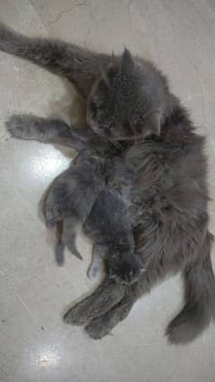 Persian mother with 1 kittens and one male