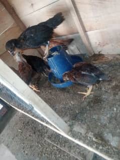 pure Desi Aseel chicks for sale healthy and active