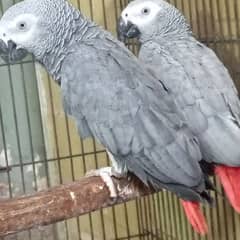 Affrican Gray Bounded Talking Pair For sell Rwp @3315297406