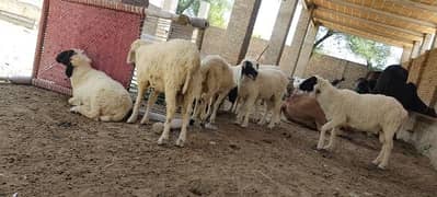 chatry for qurbani