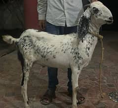 bakray For Sale  / Qurbani /sheep /Chatray for sale