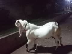 patari goats Waight 80kg