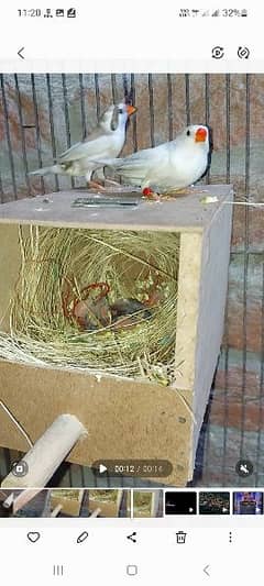 Breeder Finches pair with 4 baby & box
