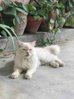 Persian Cat White Color Cute