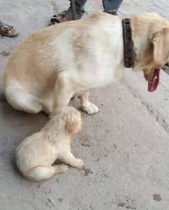 Pure Labrador puppies for sale only serious buyers contact me