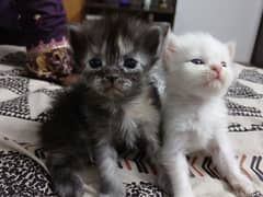 one month old persian kittens . coloured eyes, can be bought separate.