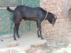 bakra available in gaon (0300_4436828) just WhatsApp contact
