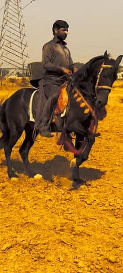 Neza Baz Horse young saf Chall Baz for sale