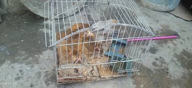 chick for sale urgent with pinjra