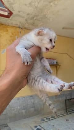 kittens available high low price m