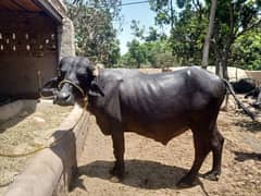 bull/cow/bahnsa/bail/donda/qurbani ka janwar for sale/pure home breed