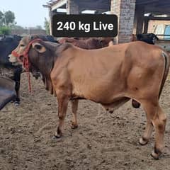 2024 Qurbani Cow