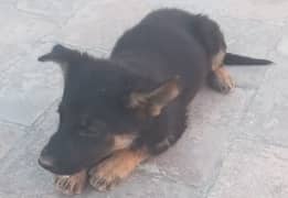 German Shepard 50 days age for sale in Hayatabad, Phase 6, Pesh