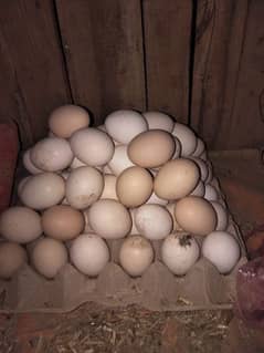 Australorp agg for sell/Australorp chicks for sell
