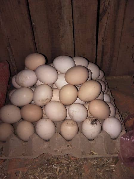 Australorp agg for sell/Australorp chicks for sell 0