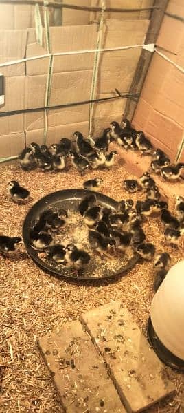 Australorp agg for sell/Australorp chicks for sell 1