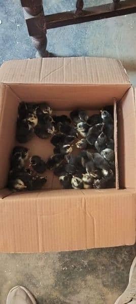 Australorp agg for sell/Australorp chicks for sell 2