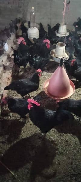 Australorp agg for sell/Australorp chicks for sell 4