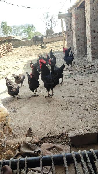 Australorp agg for sell/Australorp chicks for sell 6