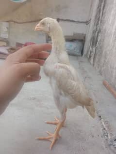 white shamo healthy chicks for sale
