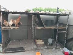 large Hens cage