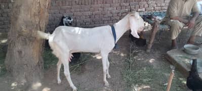goat for sale price 28000 contact number 03023627100