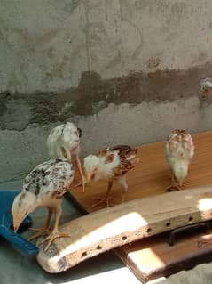 Aseel Chicks for sale 2month