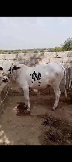 bull sale for qurbani in 2lack 10 hazr