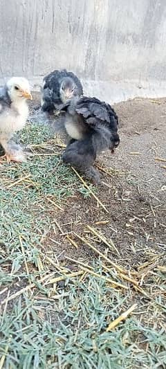 black buff full size chicka